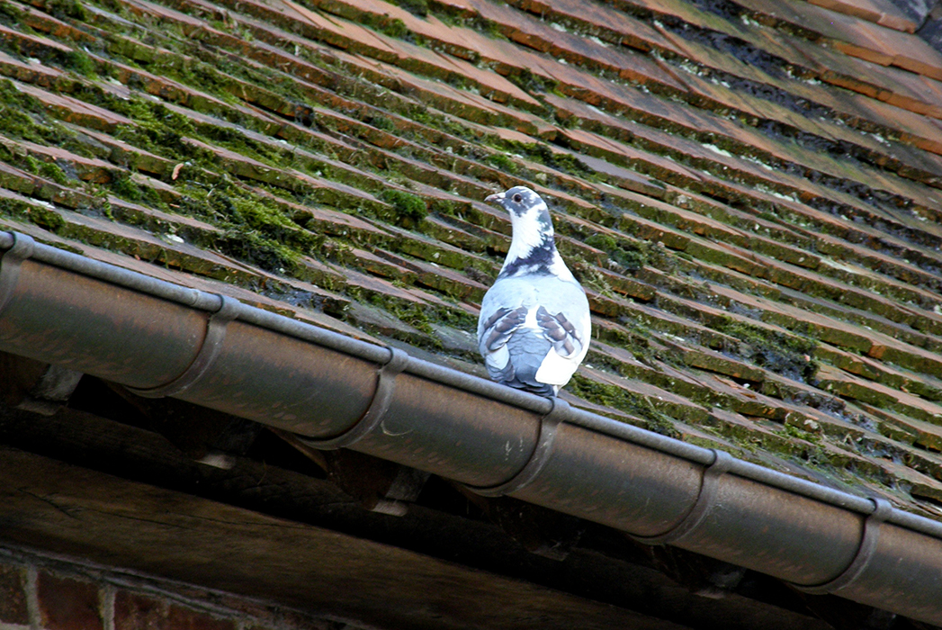 Pigeon de gouttière