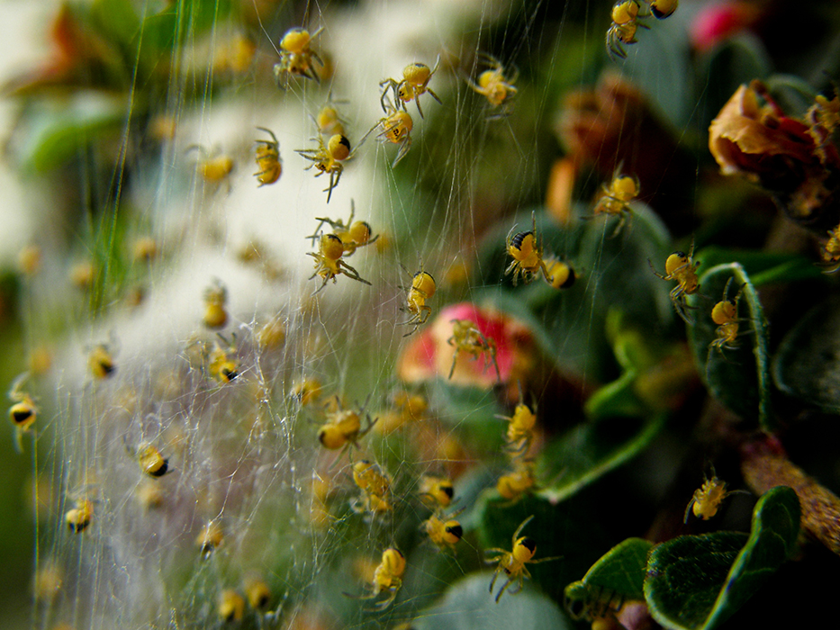 Spider rain