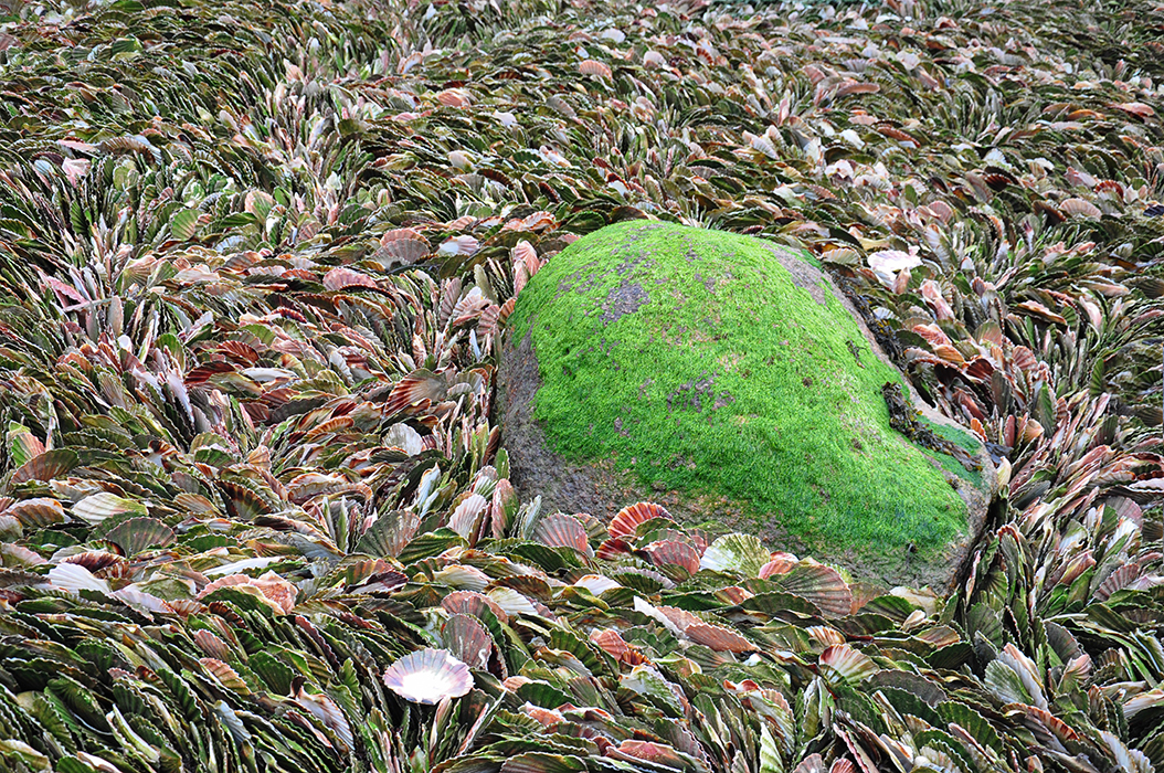 Emulsion d'algues sur lit de Saint-Jacques