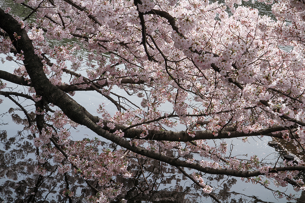 Sakura d'eau