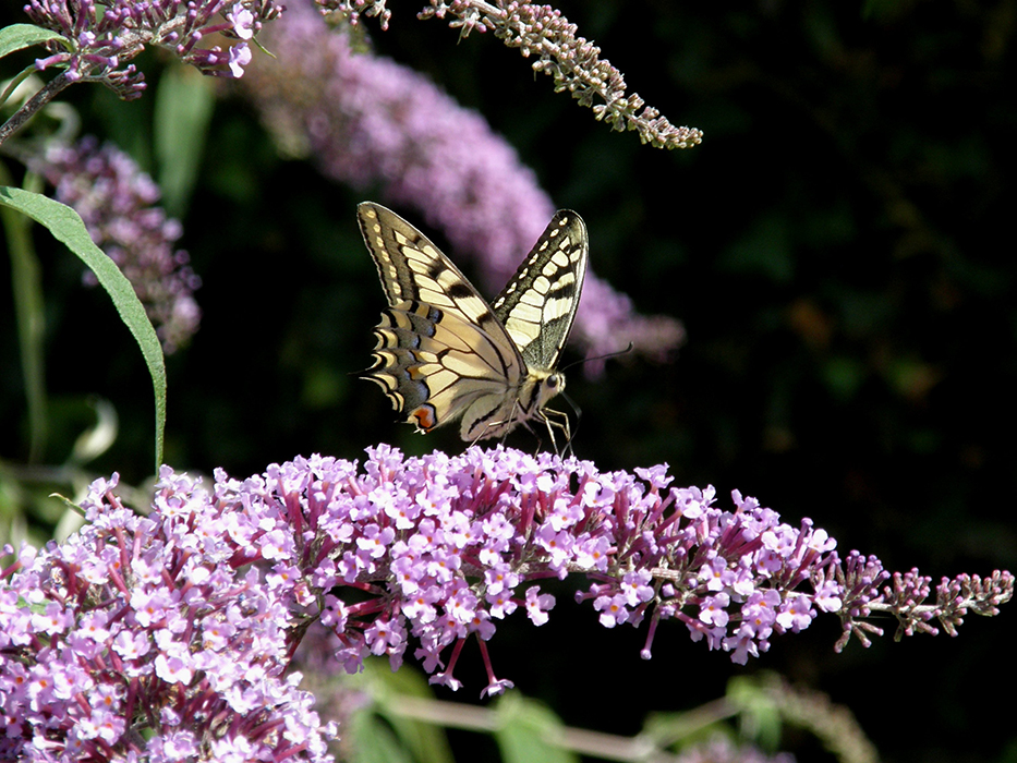 Papilio machaon