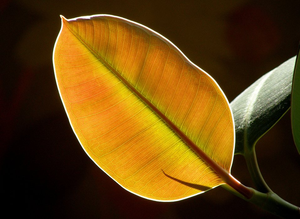 Ficus elastica