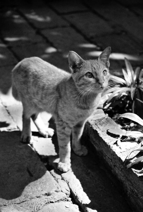 Chat siamois
