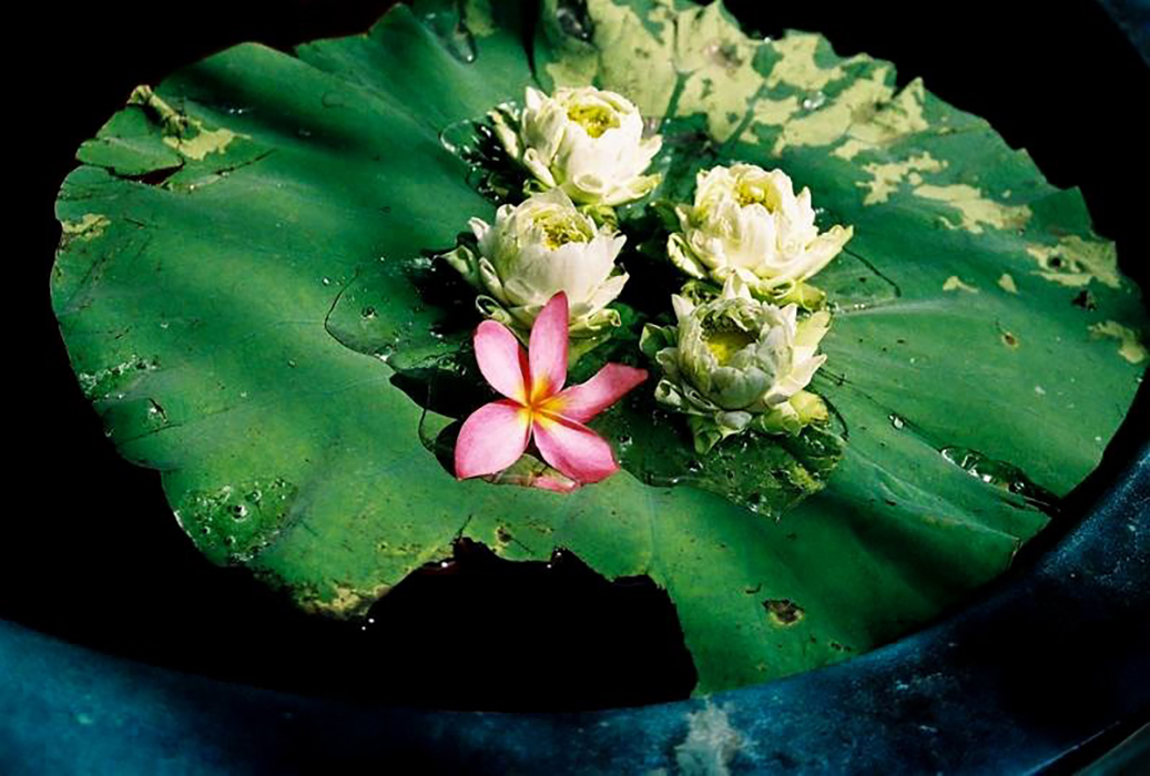 Douceur lotus