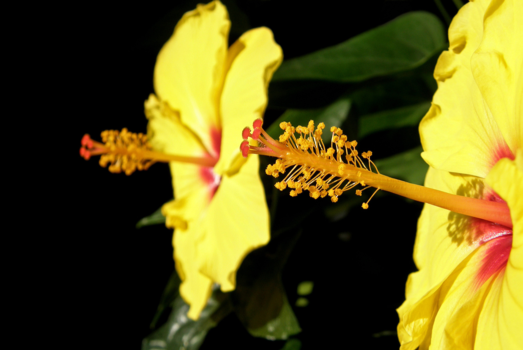Paraboles Floricoles
