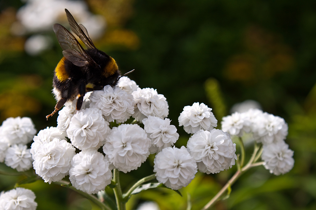 Flight of the bumblebee