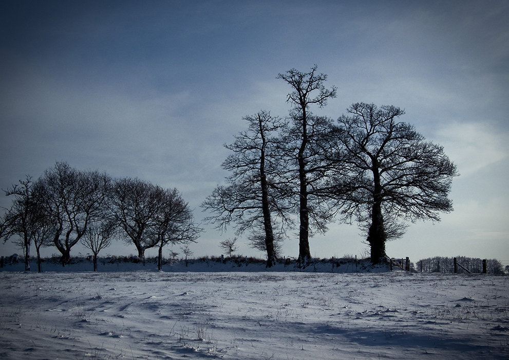 Vieilles branches
