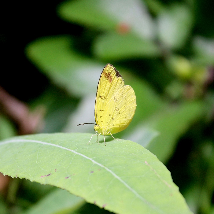 Un p'tit jaune