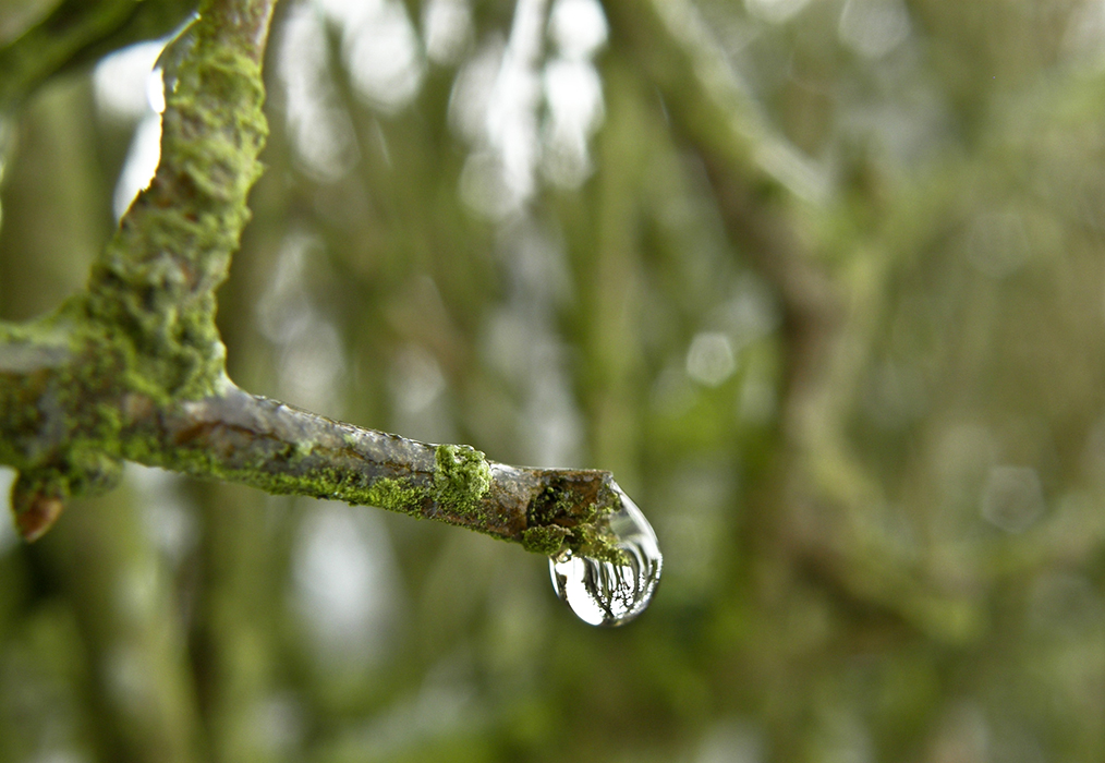 La goutte au nez