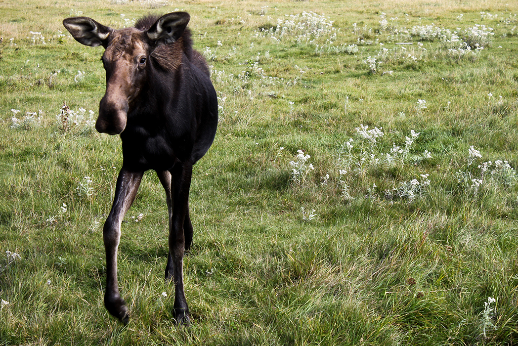 Elan de tendresse