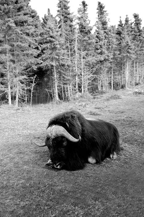 Muskox