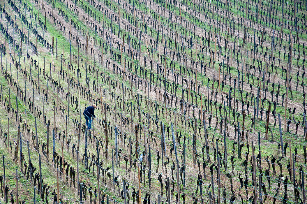 Lignes de vigne