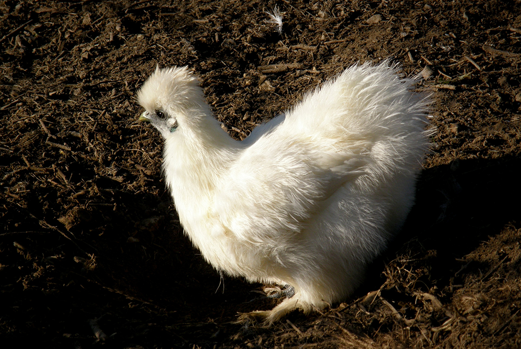 Poule au blanc