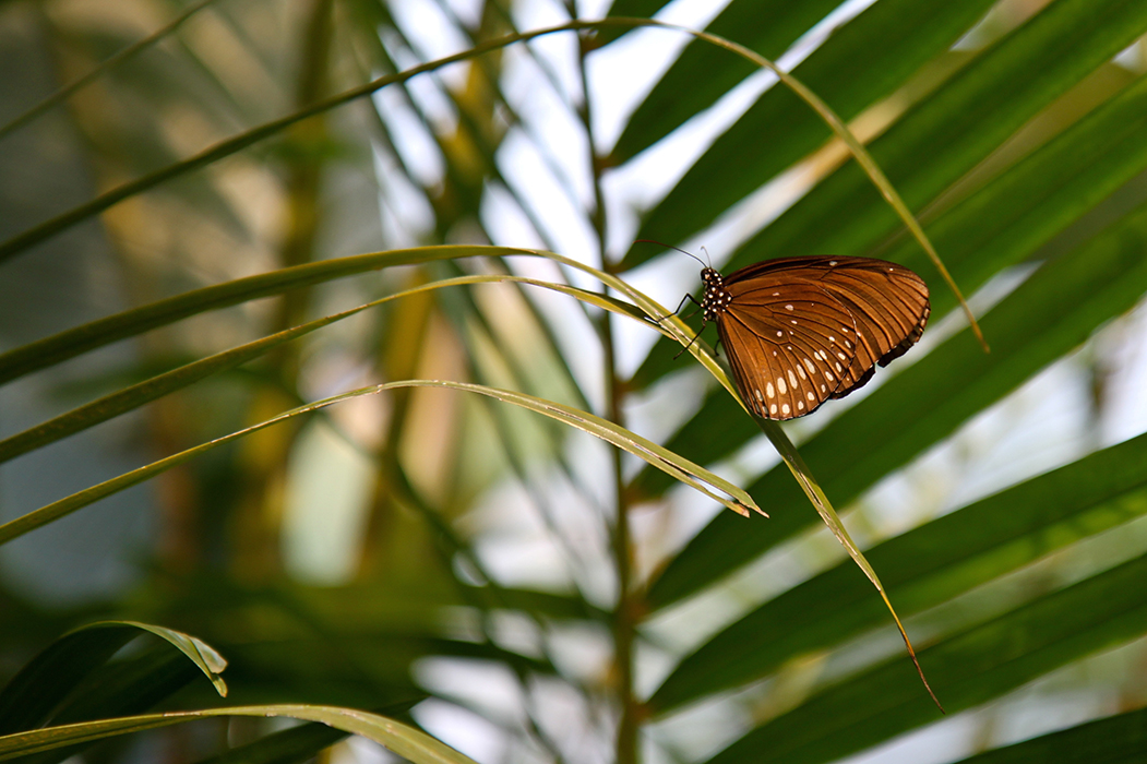 Euploea modesta