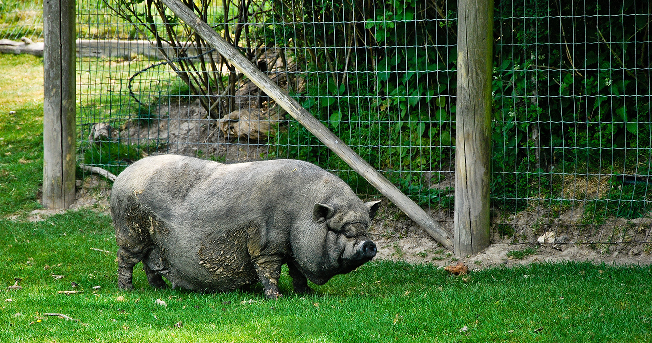 Cochon qui s'enlaidit
