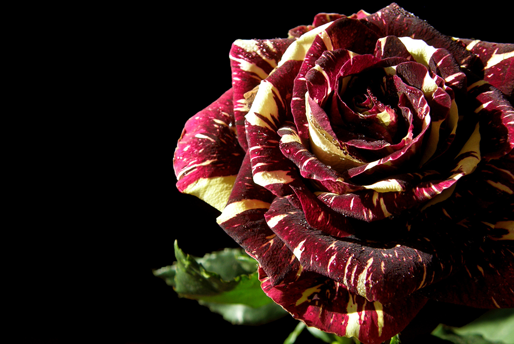 Velouté de rose