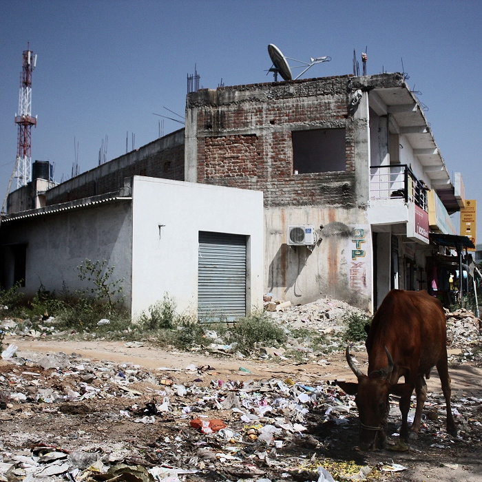 Vache sacrée sur un tas d'ordures