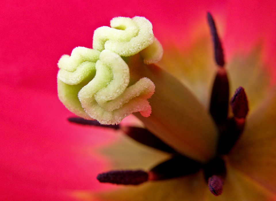 Le turban de la tulipe
