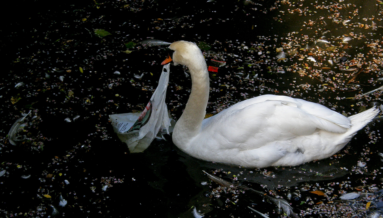 Signe de pollution
