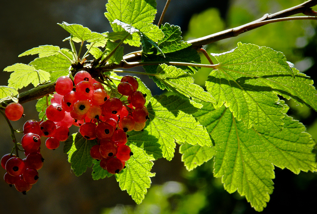 Rouge acidulé