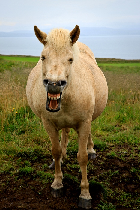 Crazy horse
