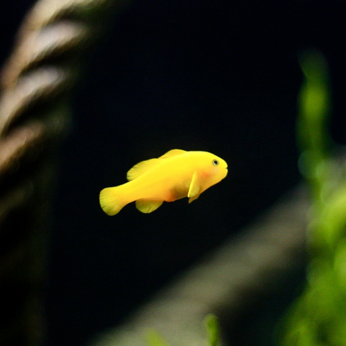 Lipthon Yellow