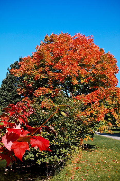 A la faveur de l'automne