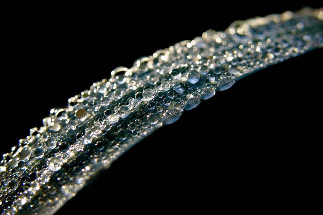 Poireau en gelée