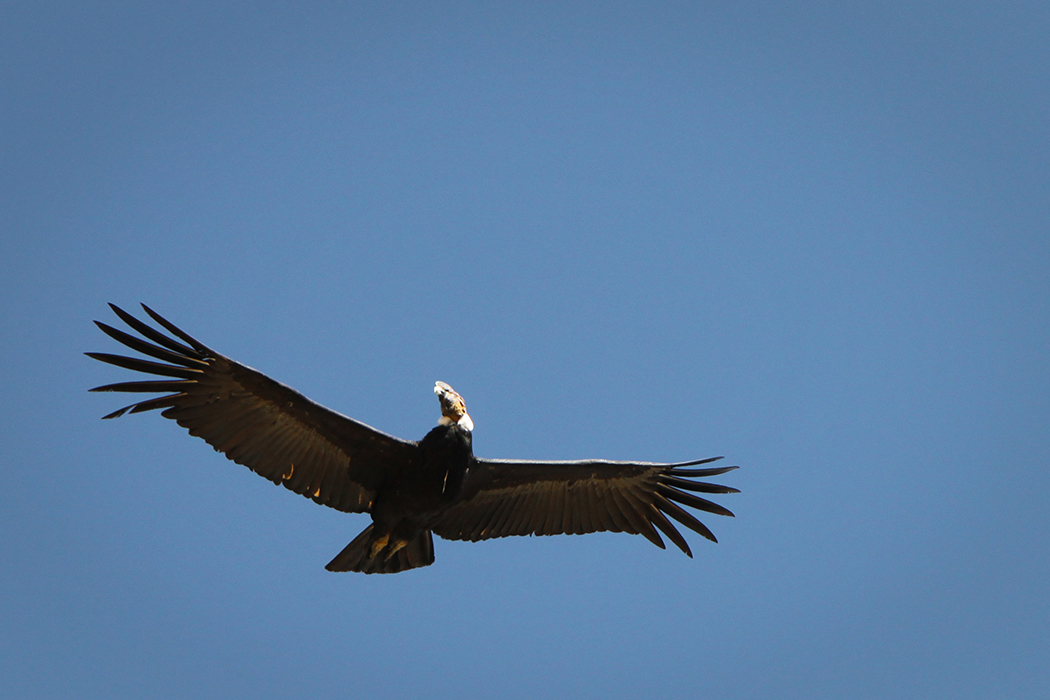 El condor pasa