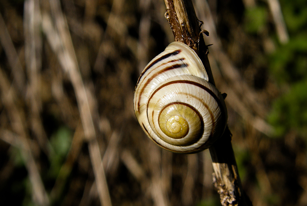 Escargot en chocolat