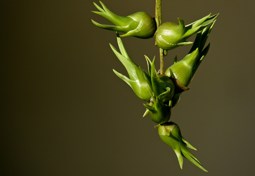 Bulbilles de pescadillo