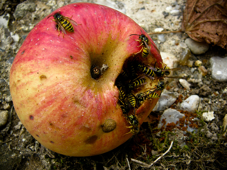 Apple Store