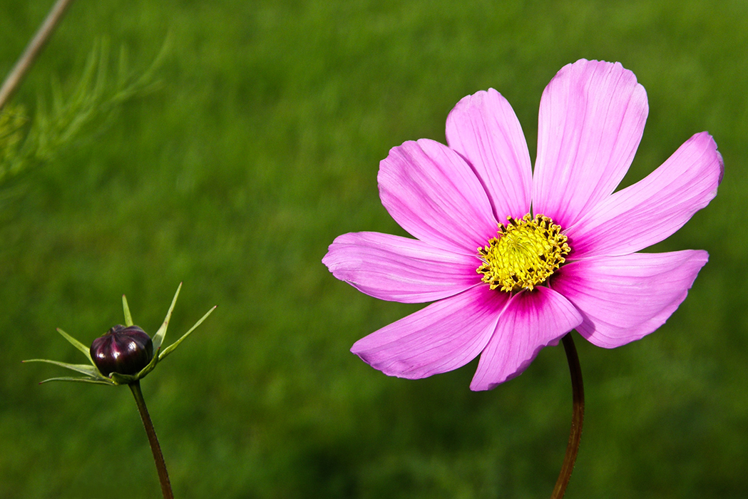 Petit cosmos deviendra grand
