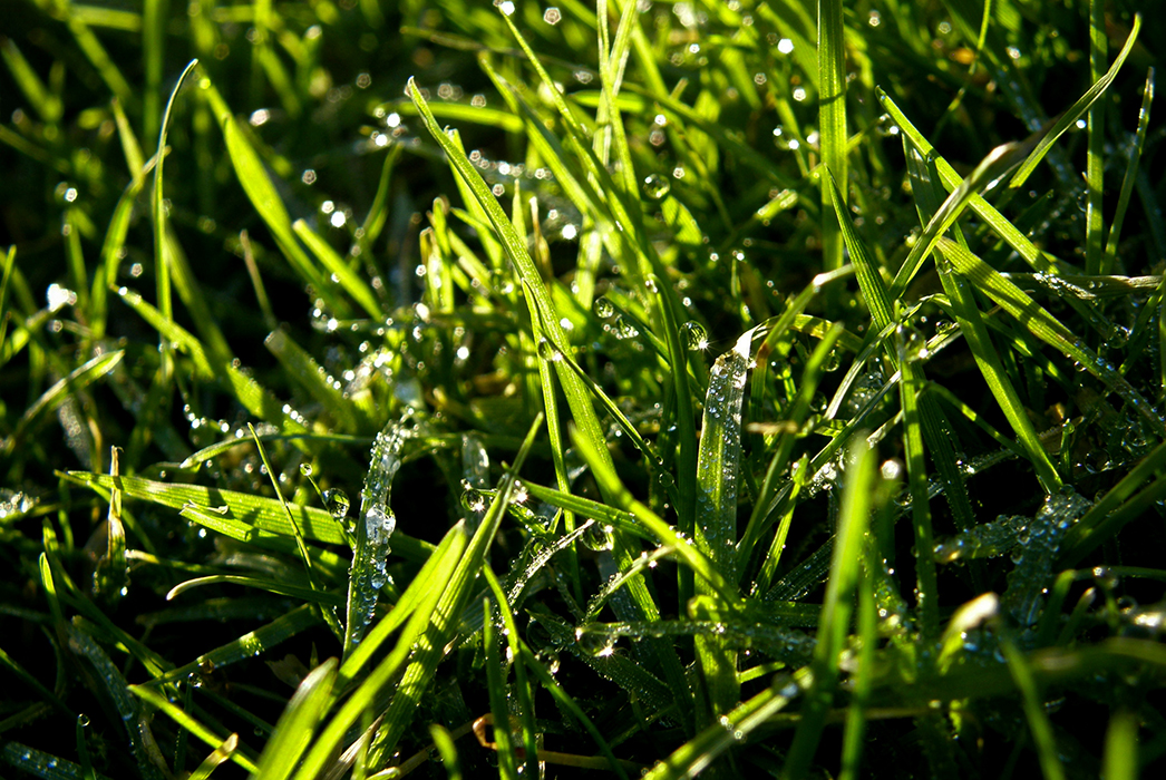 Dans l'herbe mouillée