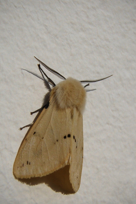 Papillon à moumoute