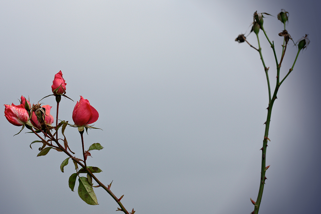 La vie en rose