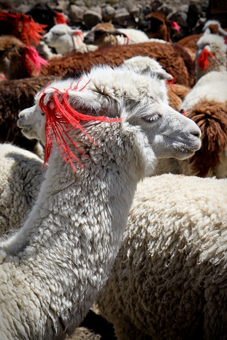 Peluches andines