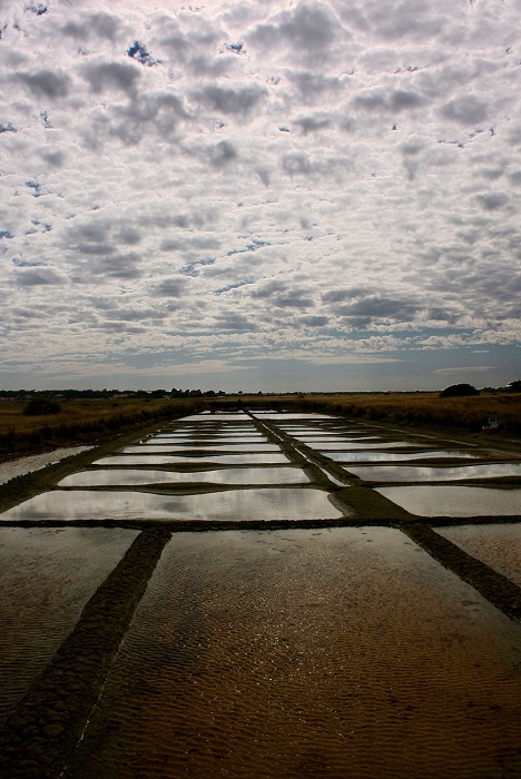 A ras de marais