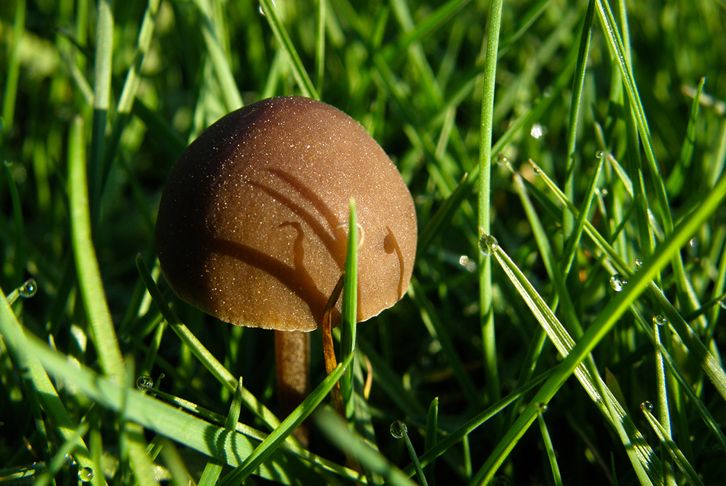 Champignon de printemps
