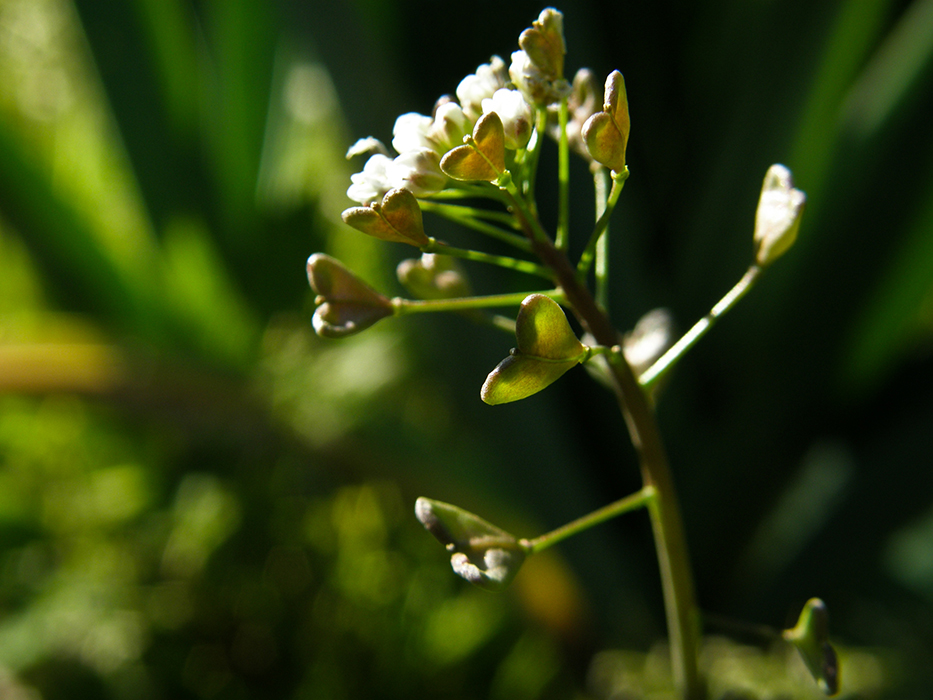 Seeds of Love