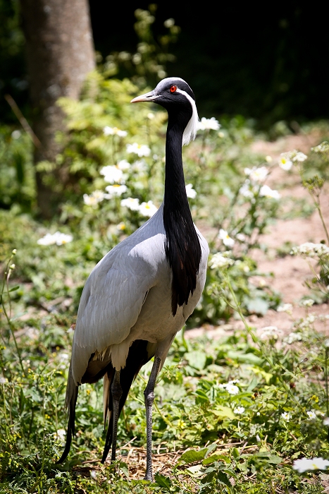 Demoiselle de Numidie