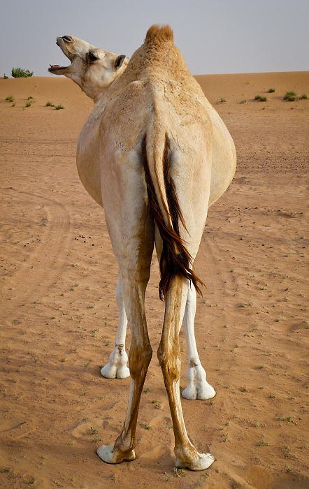 Camelback