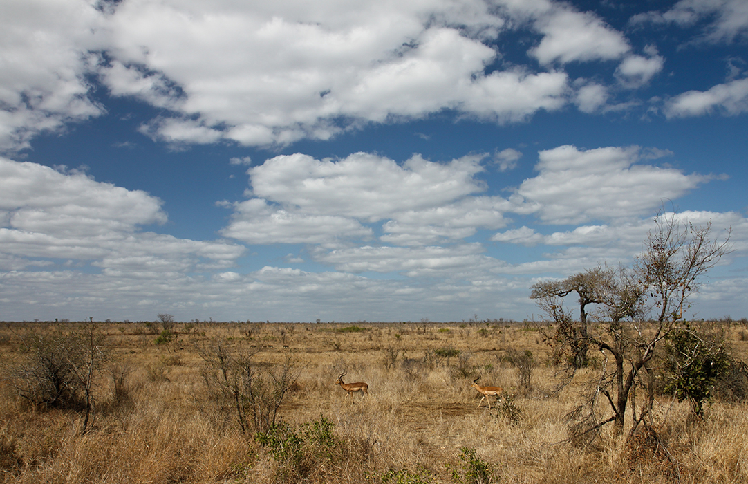 Savane de papy Kruger