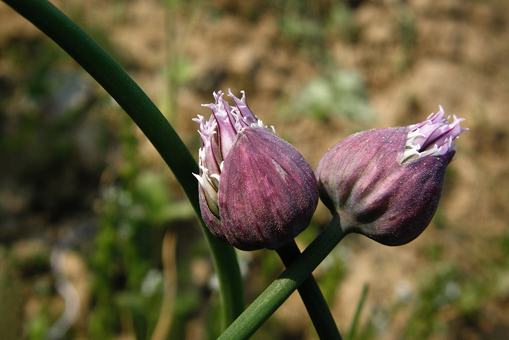 Les poings serrés