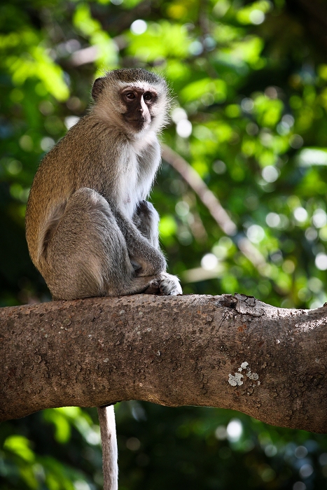Vervet goldmine