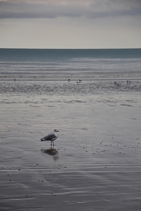 Face à la mouette