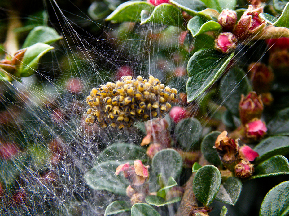 Spider cloud