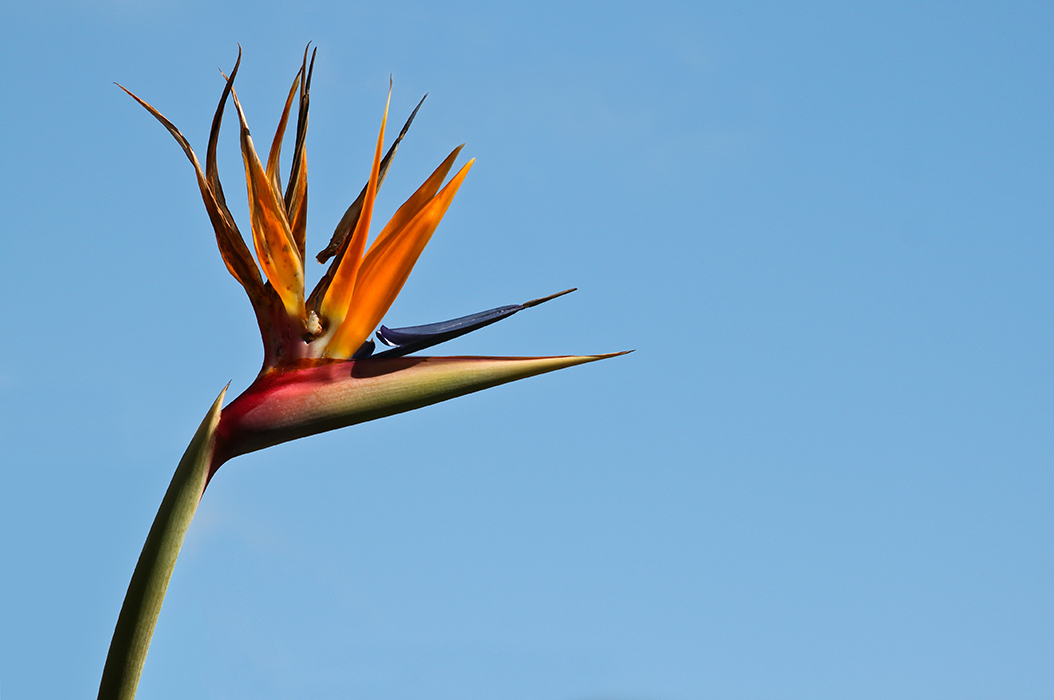 Bird of paradise