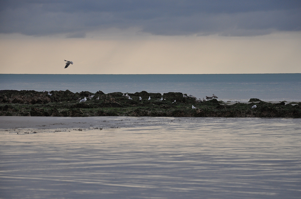 L'île aux mouettes