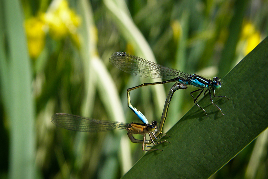 Les belles demoiselles